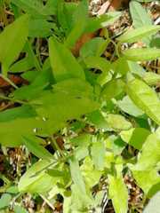 Convolvulus arvensis