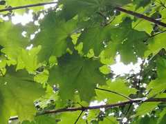 Acer platanoides