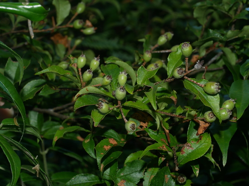 Pourthiaea villosa, photograph 5