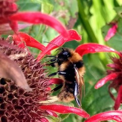 Bombus subterraneus