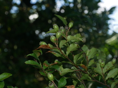 Pourthiaea villosa, photograph Jacy Chen, CC BY, iNaturalist via GBIF