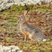 Ethiopian Highland Hare - Photo (c) Markus  Lilje, some rights reserved (CC BY-NC-ND), uploaded by Markus  Lilje