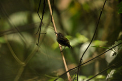 Oncostoma cinereigulare