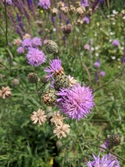 Centaurea scabiosa apiculata