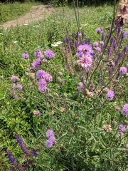 Centaurea scabiosa apiculata
