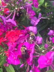 Xylocopa virginica