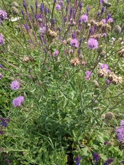 Centaurea scabiosa apiculata