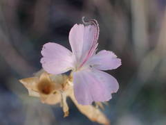 Petrorhagia prolifera