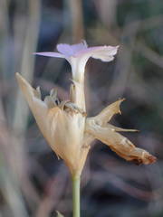 Petrorhagia prolifera