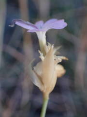 Petrorhagia prolifera