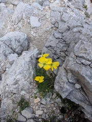 Papaver alpinum