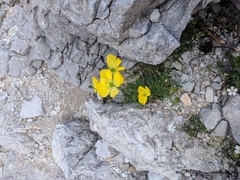 Papaver alpinum