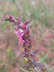 Odontites vulgaris
