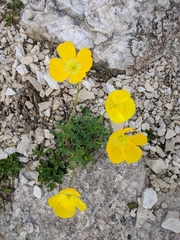 Papaver alpinum