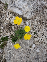Papaver alpinum