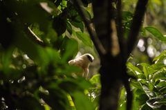 Pseudastur albicollis