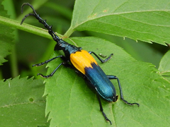 Desmocerus palliatus
