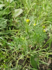 Matricaria discoidea