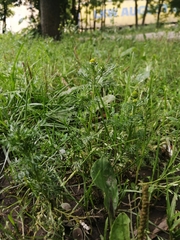 Matricaria discoidea