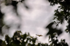 Pseudastur albicollis