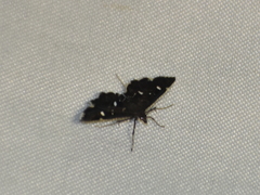 Diathrausta harlequinalis