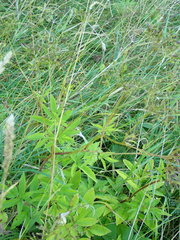 Chaerophyllum aromaticum