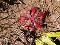 Drosera cayennensis