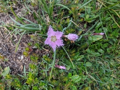 Dianthus sternbergii