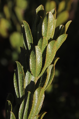Psoralea mundiana