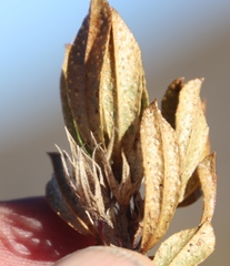 Psoralea mundiana