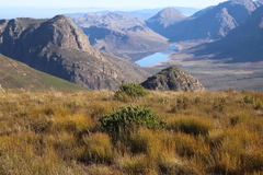 Psoralea mundiana