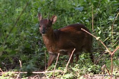 Nesotragus moschatus