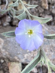 Evolvulus nuttallianus