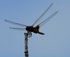 Tramea virginia