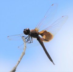 Tramea virginia