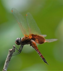 Tramea virginia