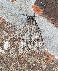 Acronicta rubricoma