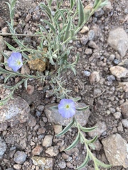 Evolvulus nuttallianus