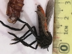 Archilestris magnificus