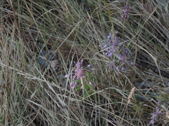 Allium carinatum pulchellum
