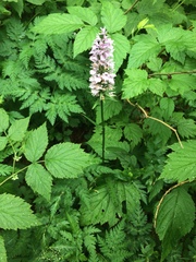 Dactylorhiza maculata