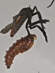 Archilestris magnificus