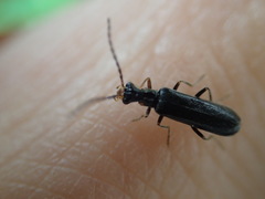 Dichelotarsus puberulus