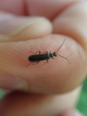 Dichelotarsus puberulus