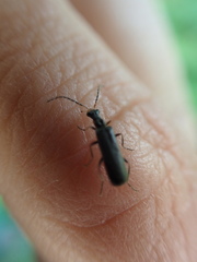 Dichelotarsus puberulus