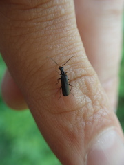 Dichelotarsus puberulus