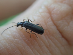 Dichelotarsus puberulus