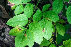 Ligusticum canadense