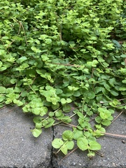 Lysimachia nummularia
