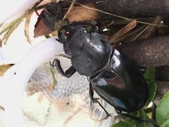 Lucanus maculifemoratus